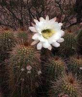 Helianthocereus spec. VG-231.jpg