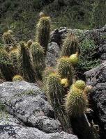 Helianthocereus spec. VG-645.jpg
