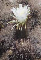 Helianthocereus spec. VG-691.jpg