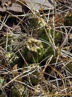 Maihueniopsis bolivianus VG-358.jpg