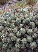 Maihueniopsis bolivianus aff. VG-1005.jpg