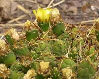 Maihueniopsis bolivianus v. VG-797.jpg