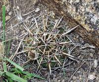 Notocactus submammulosus VG-420.jpg