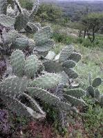 Opuntia ficus-indica VG-988.jpg