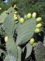 Opuntia ficus-indica VG-996.jpg