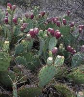 Opuntia penicilligera VG-698.jpg