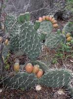 Opuntia sulphurea VG-073A.jpg