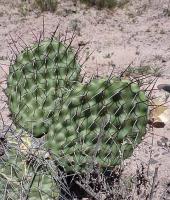 Opuntia sulphurea VG-1017.jpg