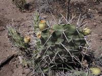 Opuntia sulphurea VG-1036.jpg