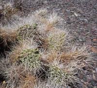 Opuntia sulphurea VG-1052.jpg
