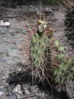 Opuntia sulphurea VG-354.jpg