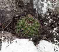 Parodia albofuscata VG-574.jpg