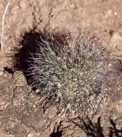 Parodia cachiana VG-1021.jpg