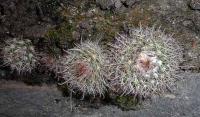 Parodia catamarcensis VG-070a.jpg