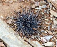 Parodia culpinensis VG-924.jpg