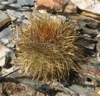 Parodia fulvispina VG-956.jpg