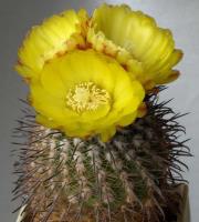 Parodia horrida VG-086.jpg