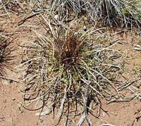Parodia maassii VG 139.jpg