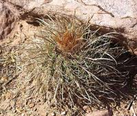 Parodia maassii VG-117b.jpg