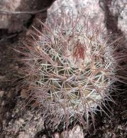 Parodia mesembrina VG-1038.jpg