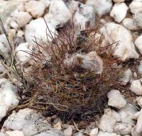 Parodia microsperma ssp. catamarcensis var. riojensis. VG-817.jpg