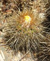 Parodia obtusa VG-959.jpg