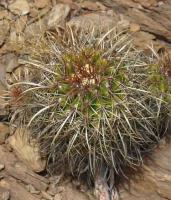 Parodia obtusa VG-961.jpg