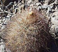 Parodia rauschii VG 094.jpg
