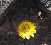 Parodia spec. VG-1123.jpg