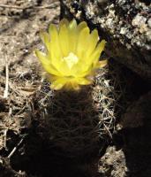 Parodia spec. VG-1124.jpg