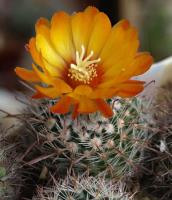 Parodia spec. VG-992.jpg