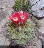 Parodia tilcarensis VG-590.jpg