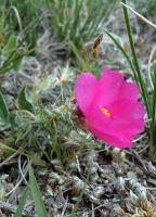 Portulaca spec. VG-1065.jpg