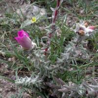 Portulaca spec. VG-74.jpg