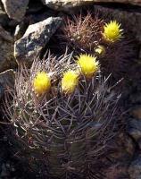 Pyrrhocactus bulbocalyx VG-193.jpg
