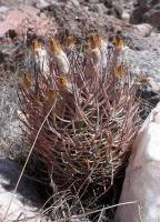 Pyrrhocactus bulbocalyx VG-817.jpg