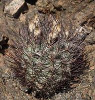 Pyrrhocactus spec. VG-240a.jpg