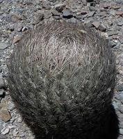 Pyrrhocactus umadeave VG-108.jpg