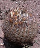 Pyrrhocactus umadeave VG-998.jpg