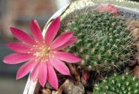Rebutia xanthocarpa v. violaciflora VG-104.jpg