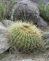 Soechrensia formosa v. bruchii VG 079.jpg