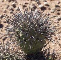 Tephrocactus alexanderi VG-193.jpg