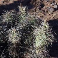 Tephrocactus alexanderi VG-231a.jpg