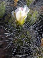 Tephrocactus alexanderi VG-385.jpg