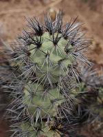 Tephrocactus alexanderi VG-665.jpg