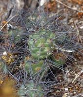 Tephrocactus alexanderi aff. VG-1042.jpg