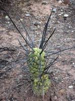Tephrocactus aoracanthus VG-1051.jpg