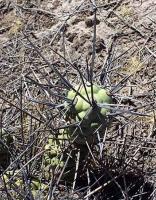 Tephrocactus aoracanthus VG-691.jpg