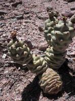 Tephrocactus articulatus VG-658.jpg