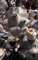 Tephrocactus articulatus inermis VG-817.jpg